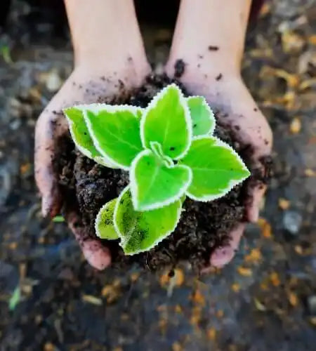 Hands holding a plant with soil.